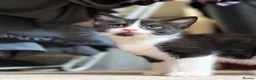 Mixed Breed cats for sale: Adorable black & white boy kittens - ready in 2wks - Advert 17