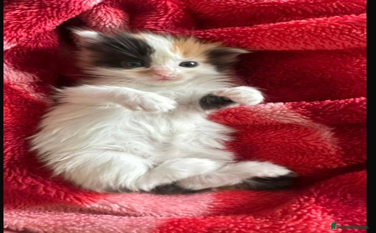 Ragdoll cats - Advert 10