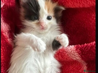 Ragdoll cats Rare Beautiful Calico ragdoll for sale! - Advert 19
