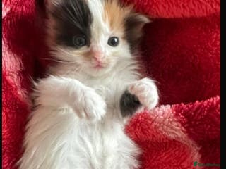 Ragdoll cats Rare Beautiful Calico ragdoll for sale! - Advert 4