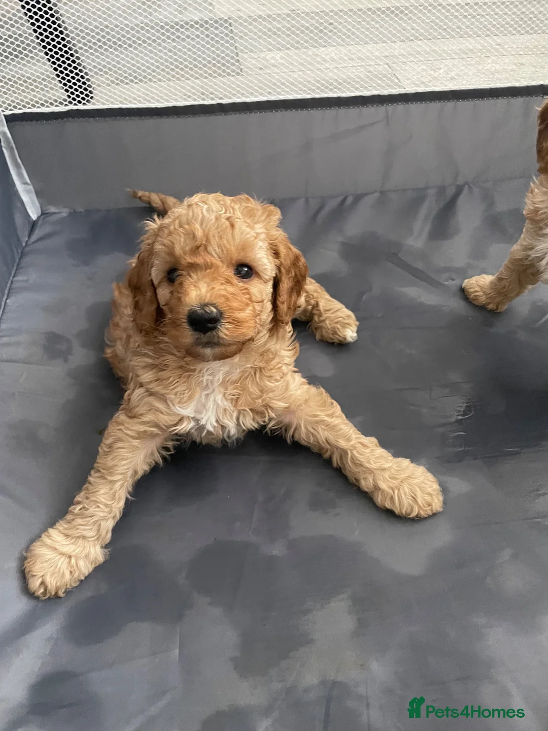 Cavapoo dogs for sale: 6 Beautiful fluffy apricot Cavapoo - Advert 2