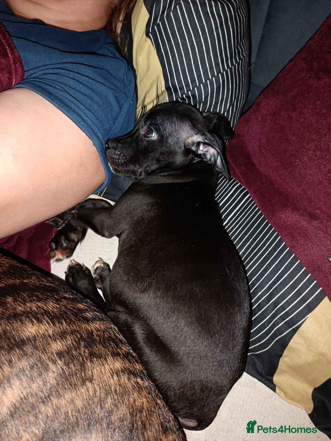 Mixed Breed dogs for sale: Staffy cross  - Image 4