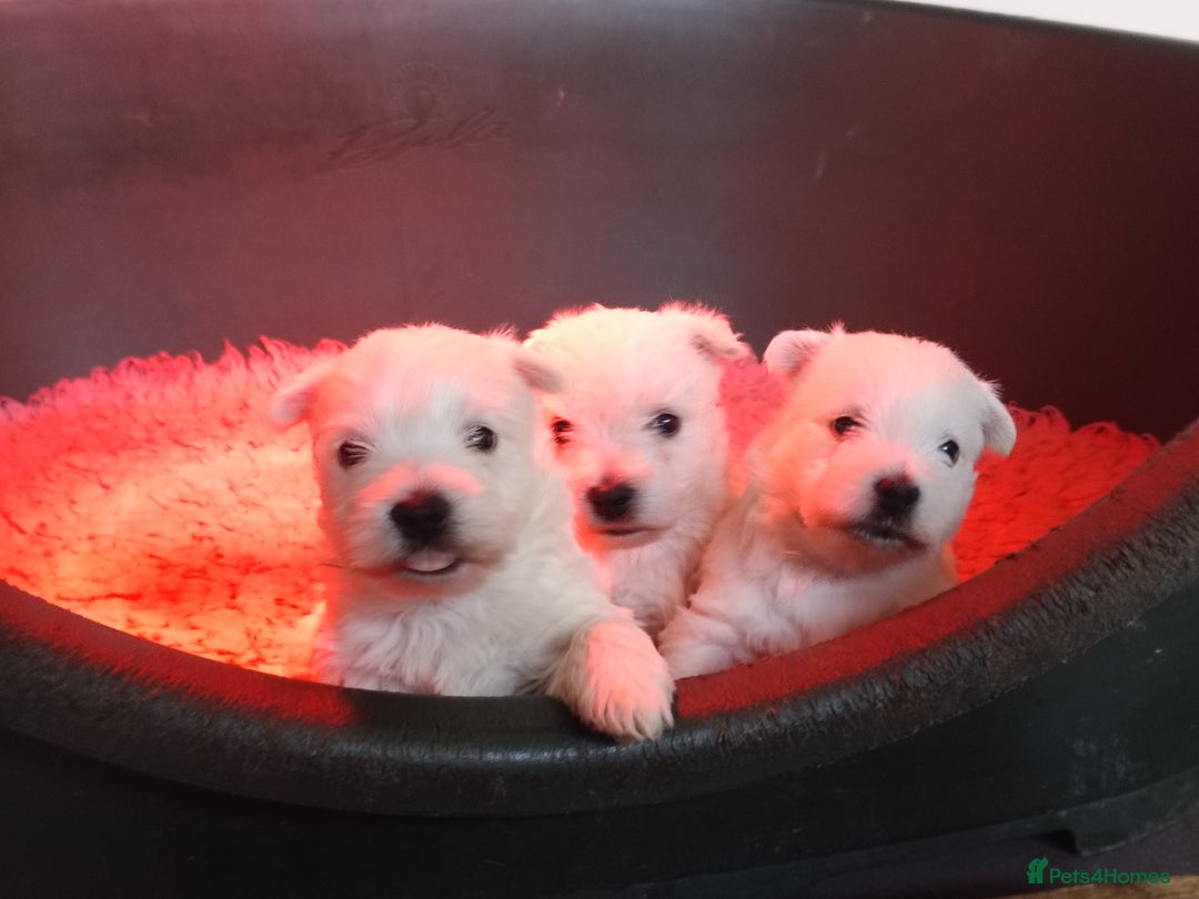 West Highland Terrier dogs for sale: Beautiful kc westie pups - Advert 8