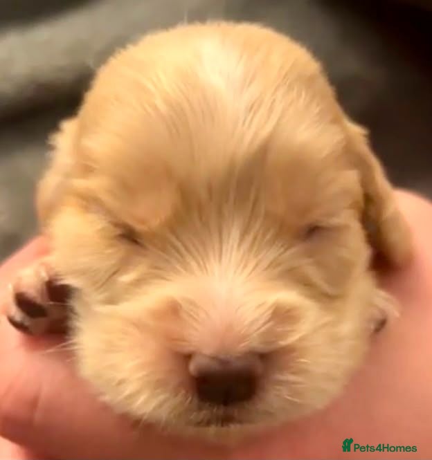 Cocker Spaniel dogs Stunning working cocker spaniel puppys - Advert 2