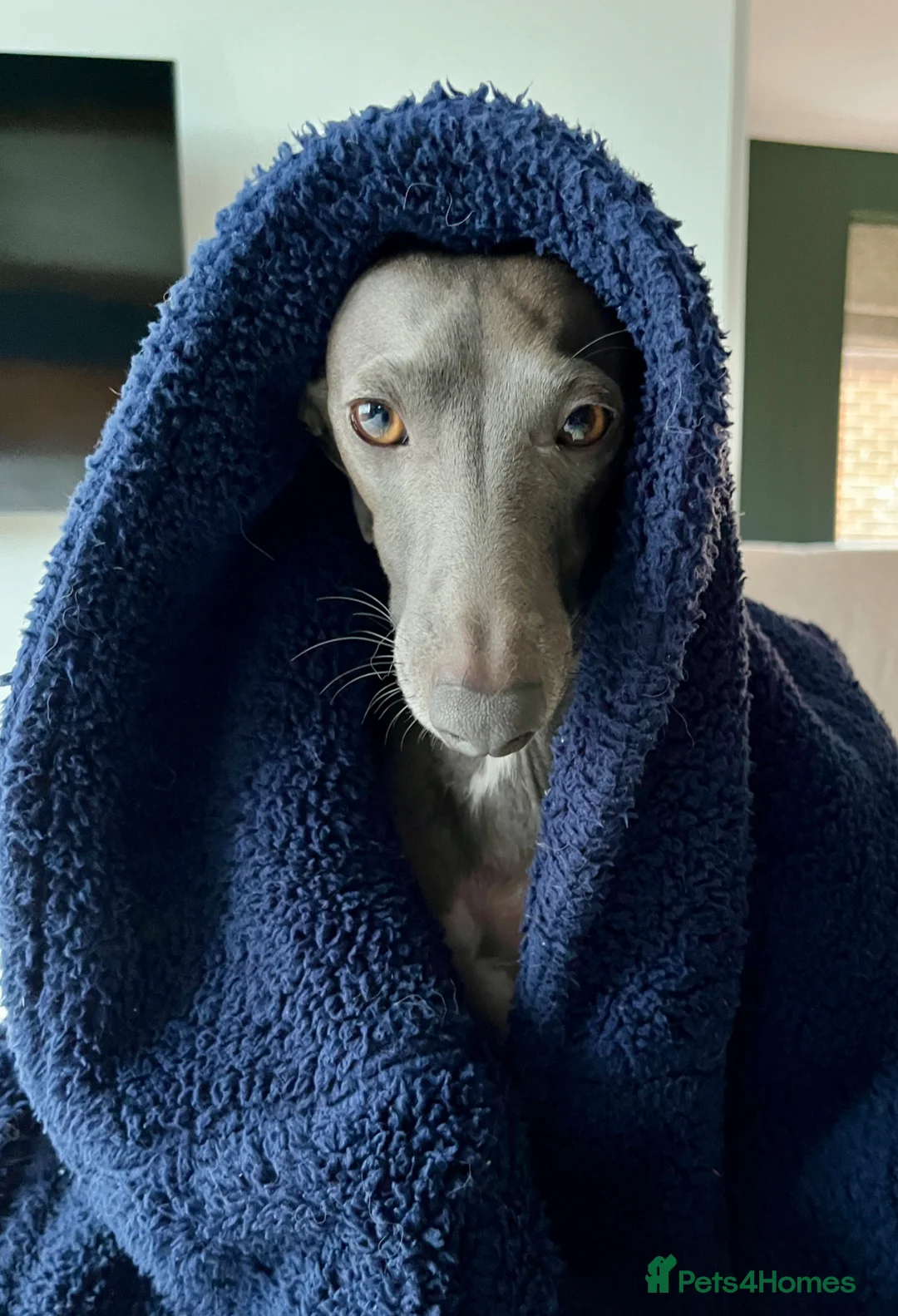 Italian Greyhound dogs for stud: Stud dog in Norfolk in Norwich - Advert 2