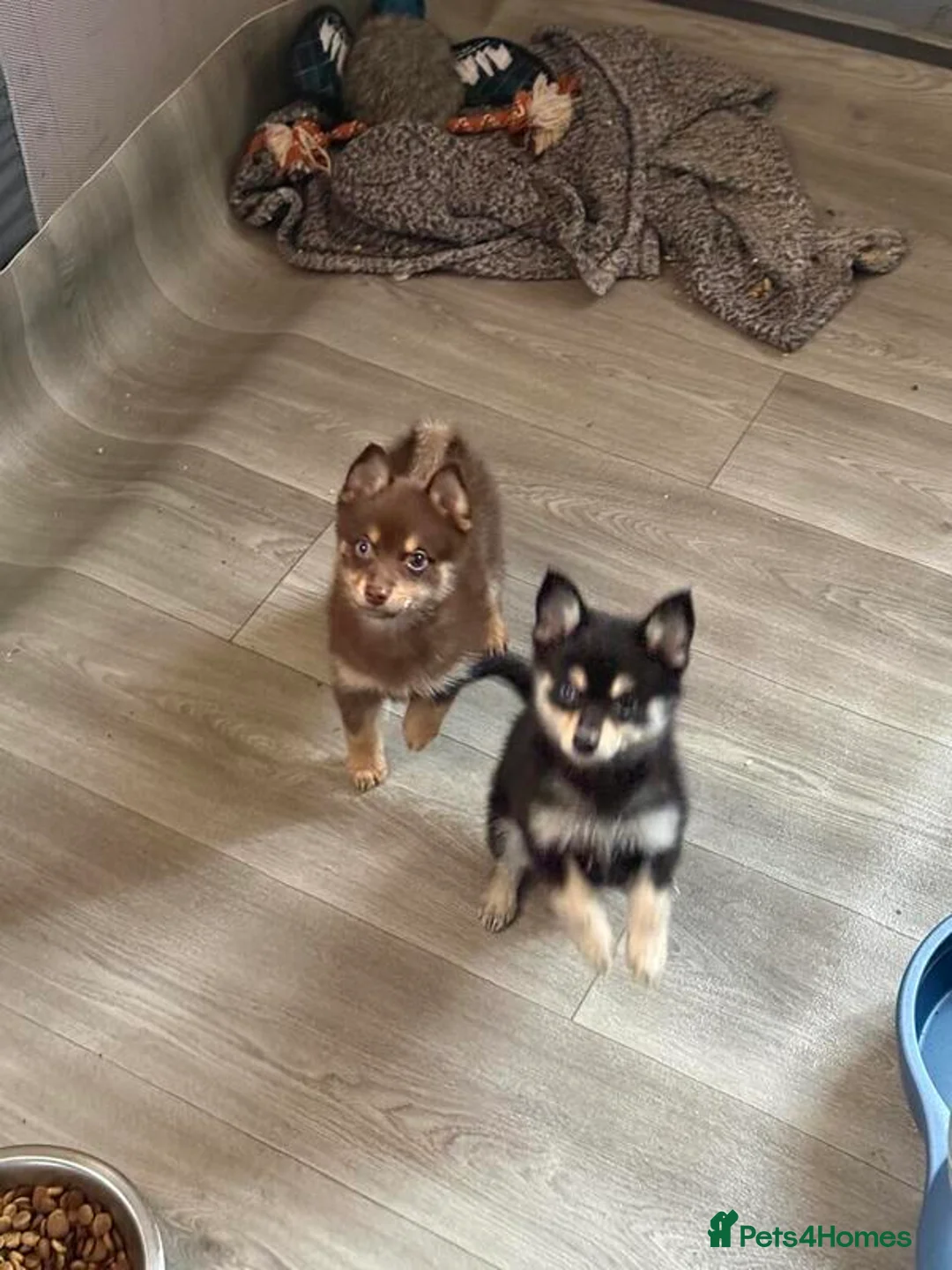 Pomsky dogs for sale: Pomsky puppies - Advert 3