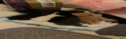 Mixed Breed cats for sale: Adorable kittens ready for there forever families  - Advert 40
