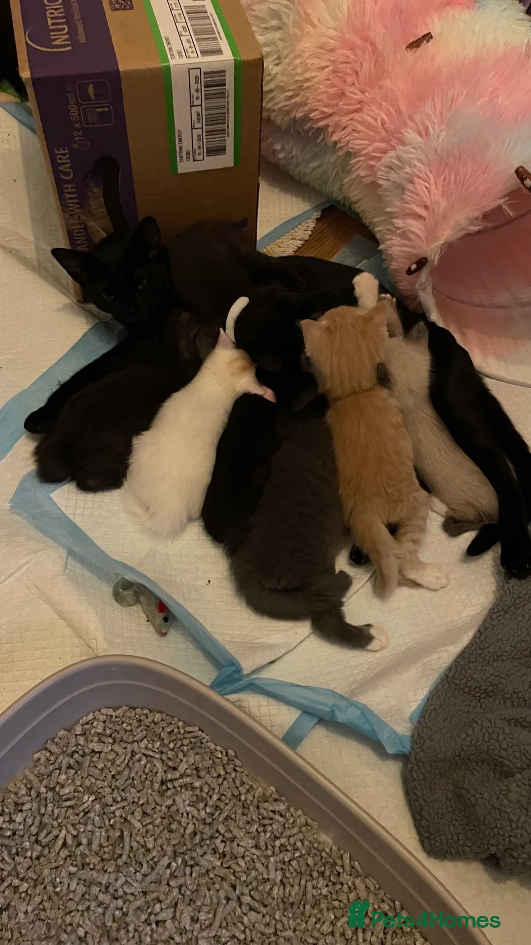 Mixed Breed cats for sale: Adorable kittens ready for there forever families  - Advert 40