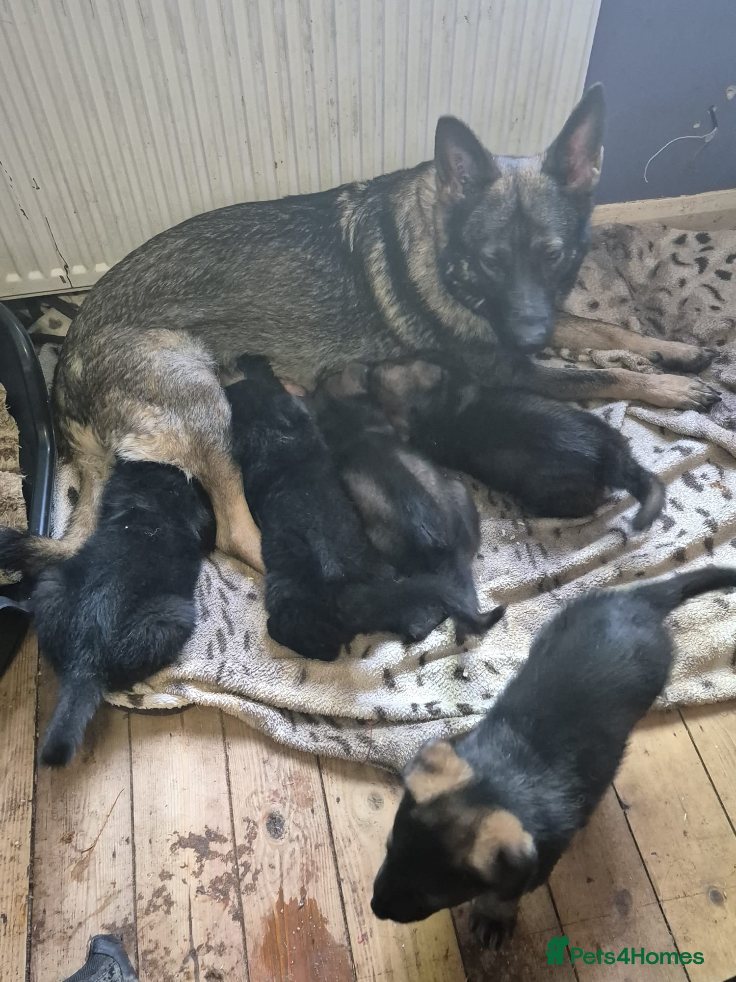 German Shepherd dogs KC registered German shepherd pups  - Advert 3