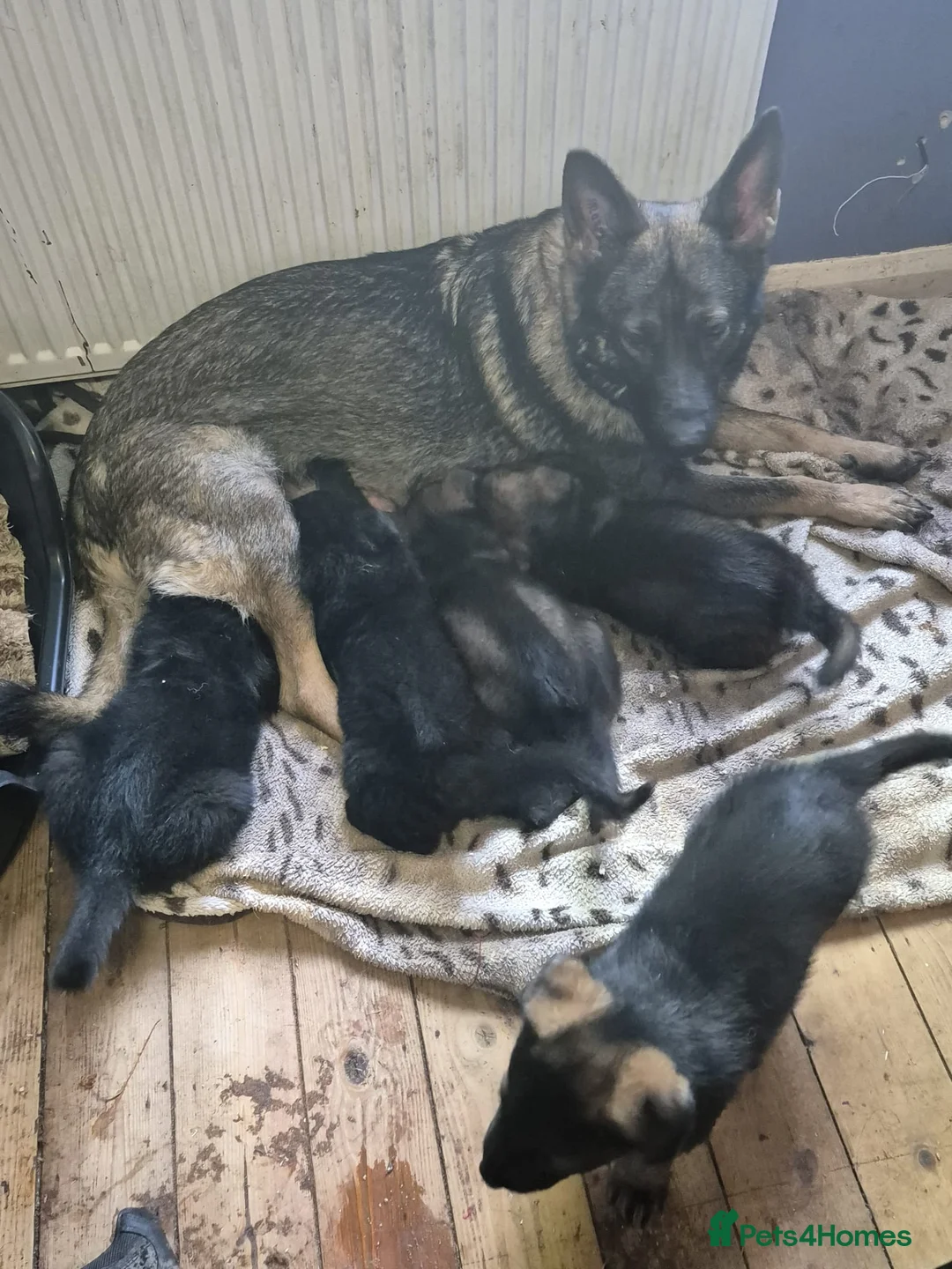 German Shepherd dogs for sale: KC registered German shepherd pups  - Advert 1