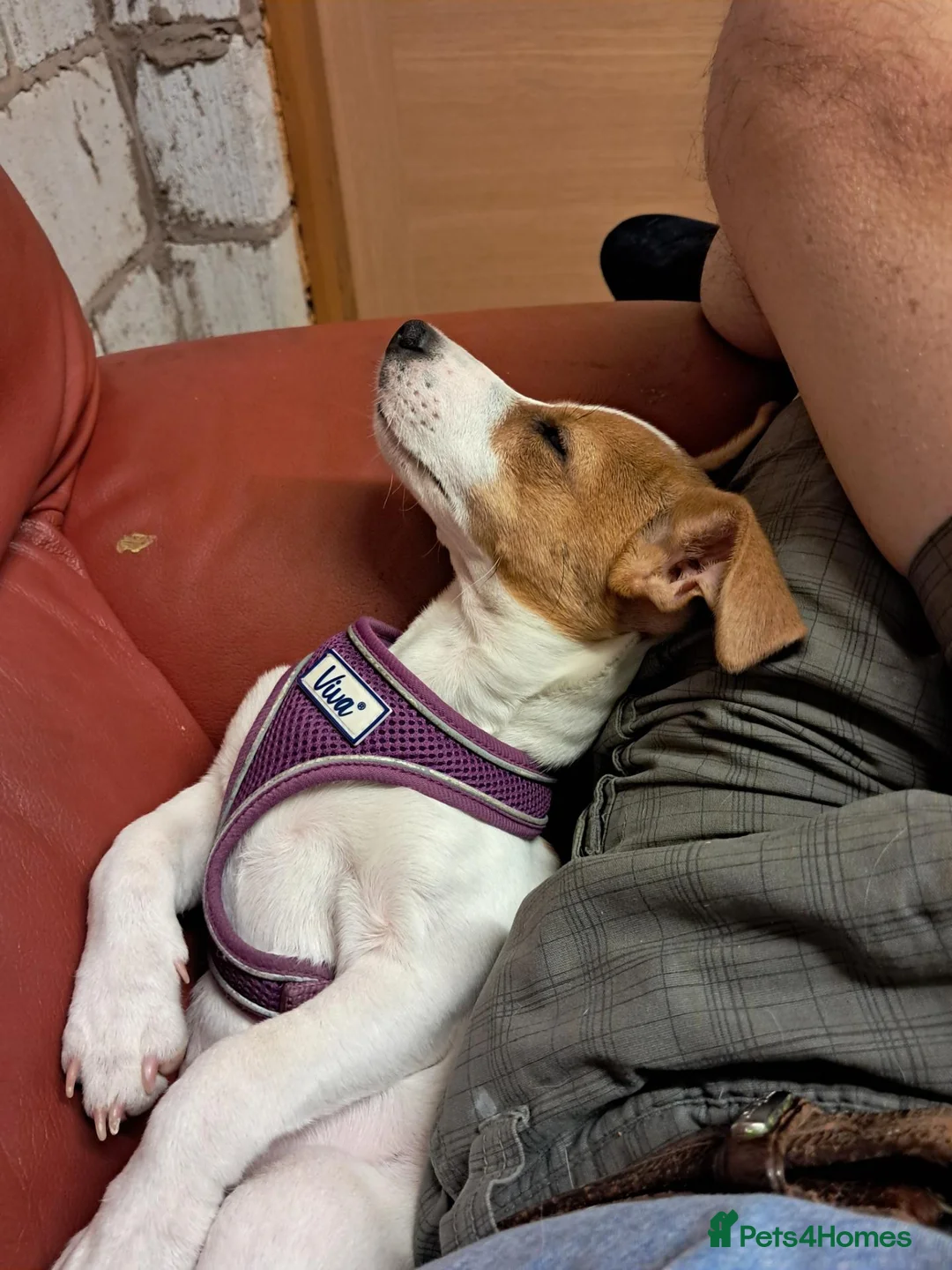 Jack Russell dogs for sale: Betty. 6 months old. in Leyland - Advert 9