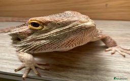 Bearded Dragon reptiles for sale: Bearded dragon  - Image 5