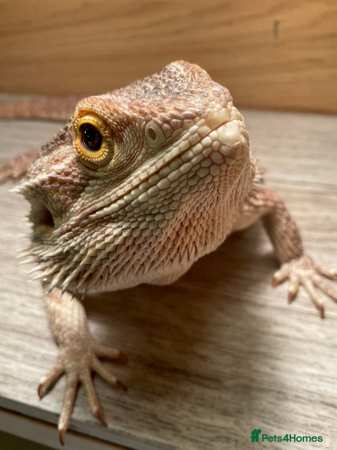 Bearded Dragon reptiles for sale: Bearded dragon  - Image 5