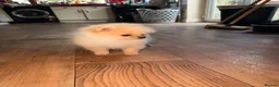 Pomeranian dogs for sale: ✨ Exceptional Pomeranian Puppies – KC Reg ✨ - Advert 12