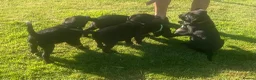 Labrador Retriever dogs for sale: KC Registered Black Labrador puppies  - Advert 15