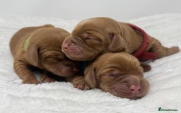 Cocker Spaniel dogs for sale: Beautiful KC Registered Cocker Puppies for Sale - Image 3