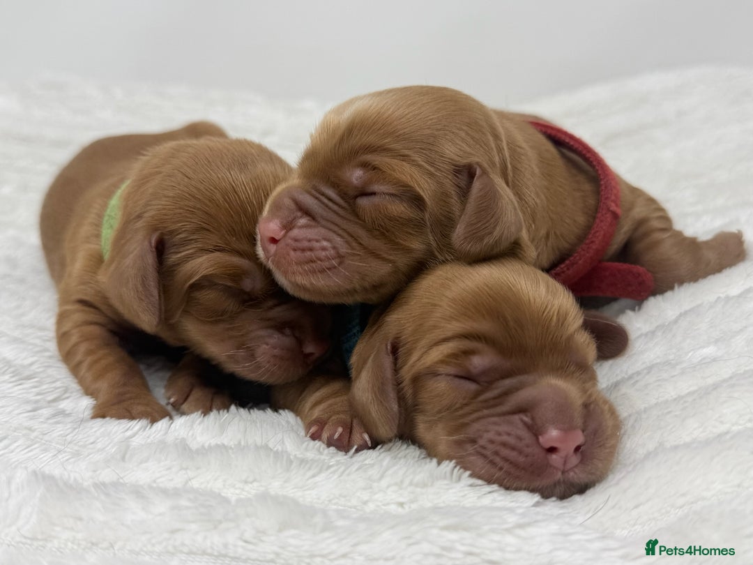 Cocker Spaniel dogs for sale: Beautiful KC Registered Cocker Puppies for Sale - Image 3