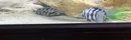 Cichlids fish for sale: Convict cichlids  - Advert 4
