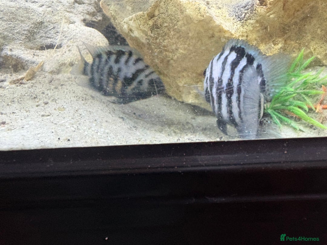 Cichlids fish for sale: Convict cichlids  - Advert 4