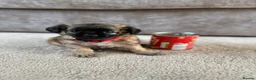 Mixed Breed dogs for sale: Beautiful Chihuahua x  Puppies - Advert 2