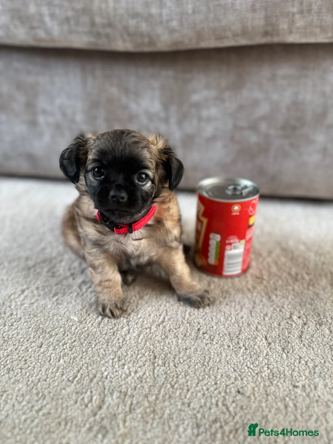Mixed Breed dogs for sale: Beautiful Chihuahua x  Puppies - Advert 2