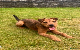 Lakeland Terrier dogs for sale: Gorgeous George  - Image 2