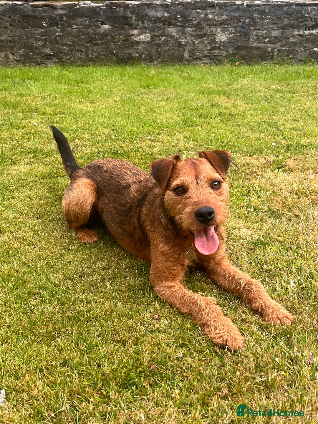 Lakeland Terrier dogs for sale: Gorgeous George  - Image 2