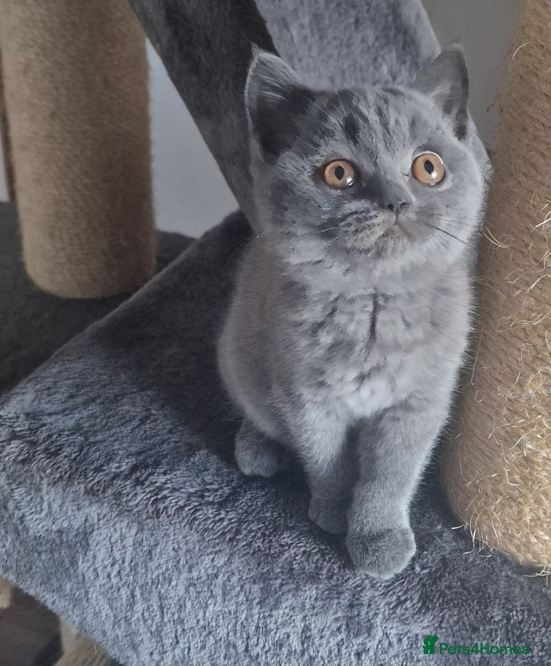 British Shorthair cats for sale: Tica Registered Blue British Shorthair kittens - Image 20