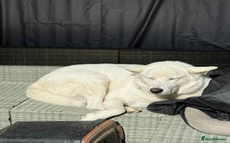 Shepsky dogs for sale: 9 year old shepsky looking for a forever home  - Image 2