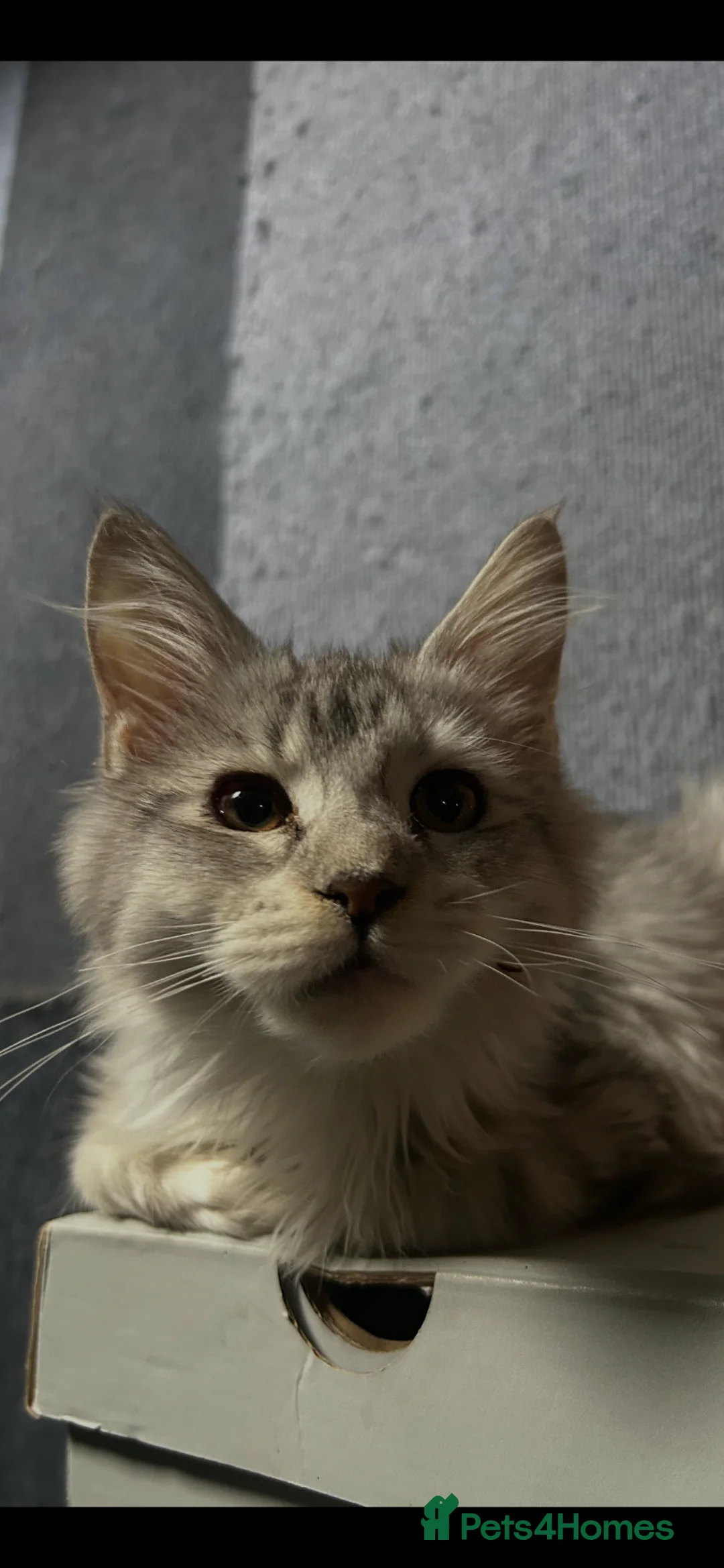 Maine Coon cats for sale: Russian XL Maine coons  - Advert 2