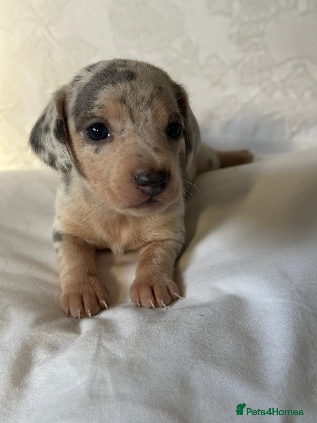 Miniature Dachshund dogs for sale: KC blue & cream dapple miniatu dachshunds last boy - Advert 9