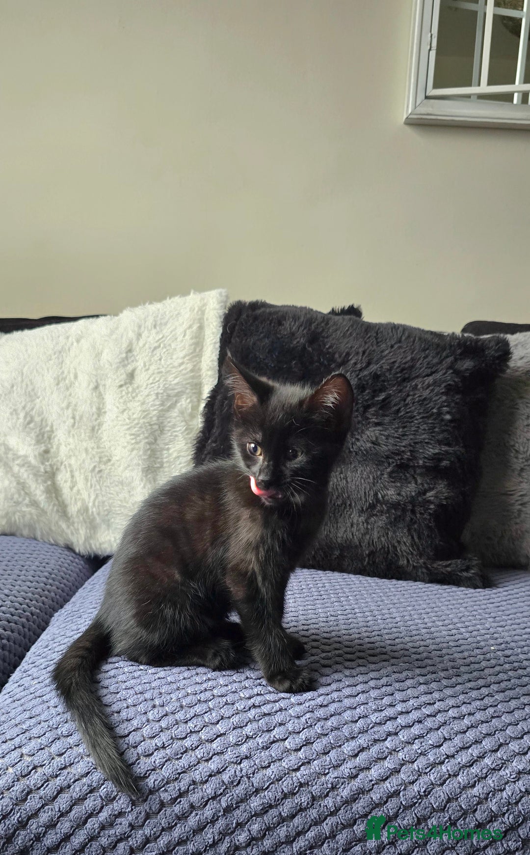 Mixed Breed cats for sale: Three boys looking for forever loving home  - Advert 12