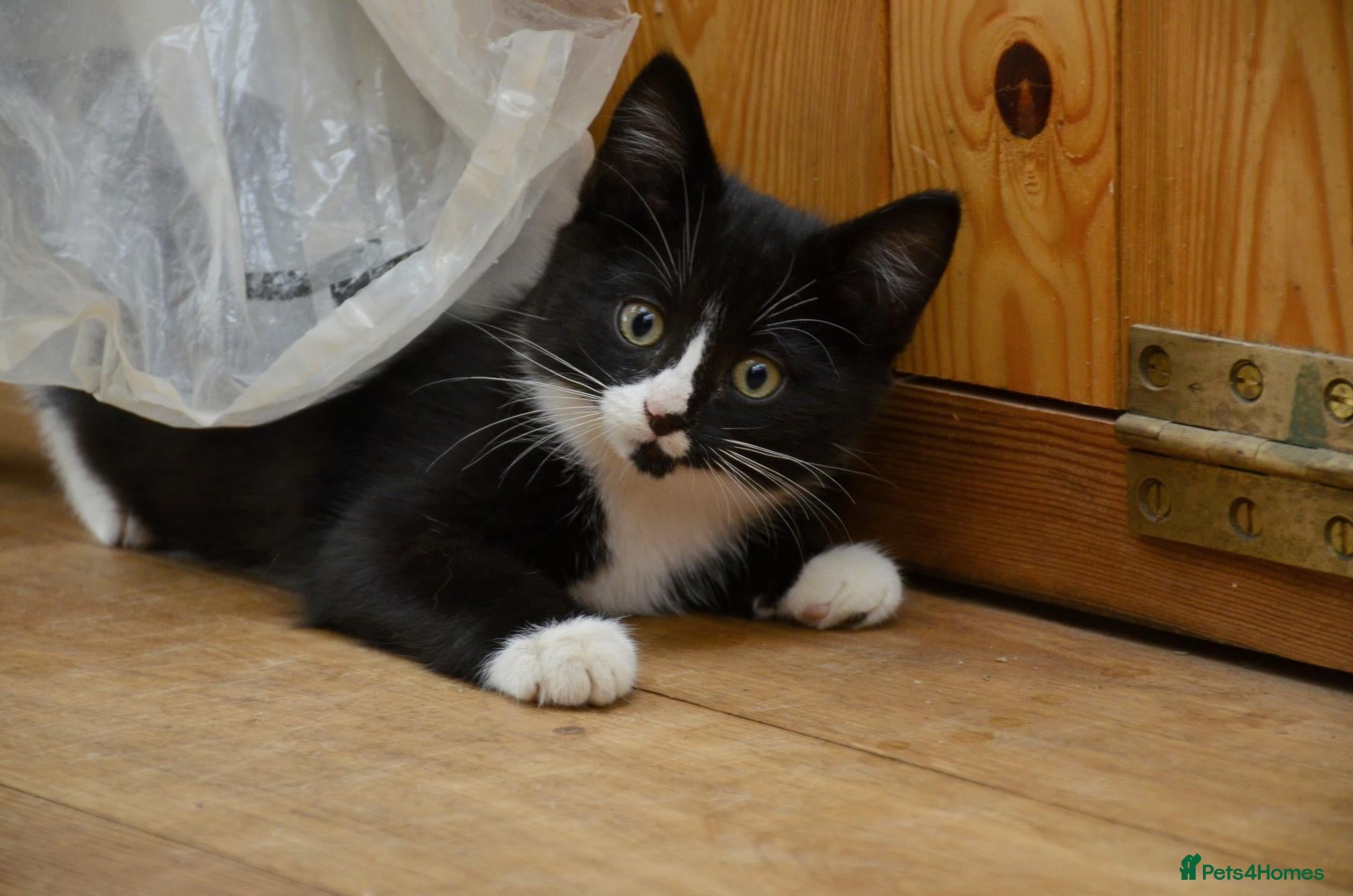 Mixed Breed cats for sale: Playful farm kittens used to people and dogs - Advert 5