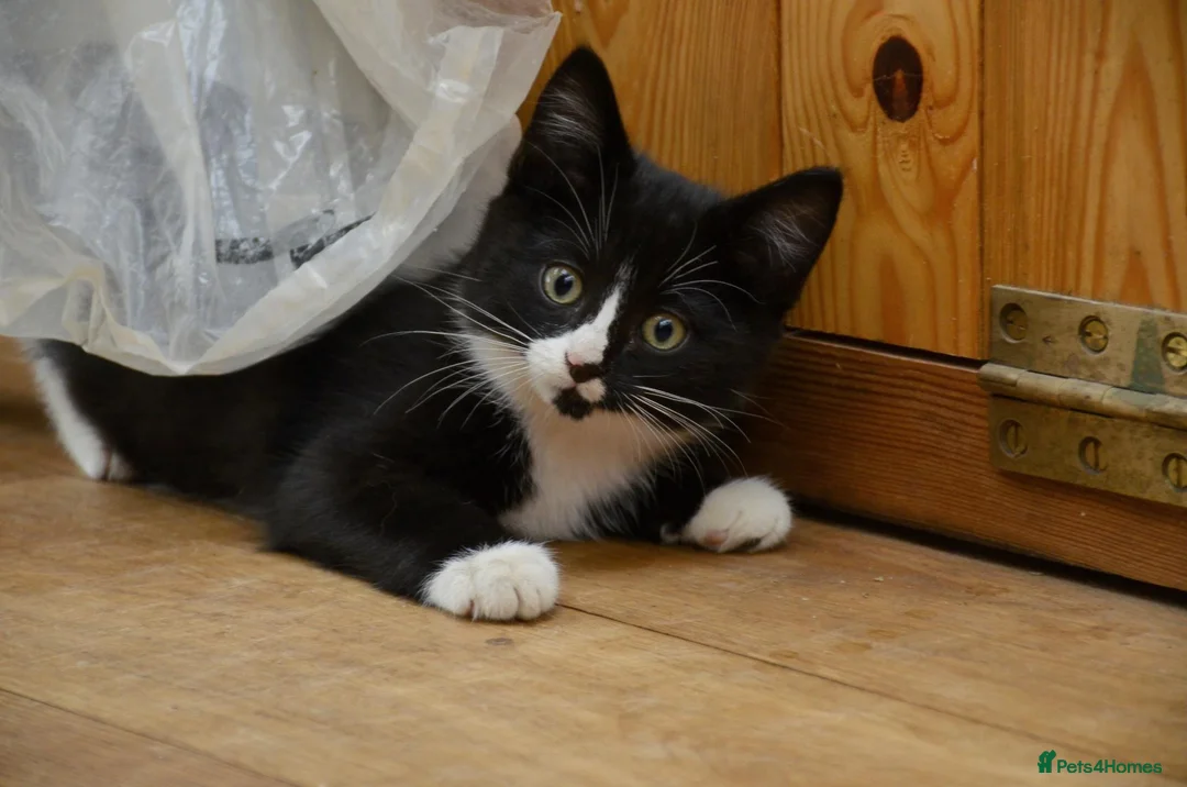 Mixed Breed cats for sale: Playful farm kittens used to people and dogs - Advert 1