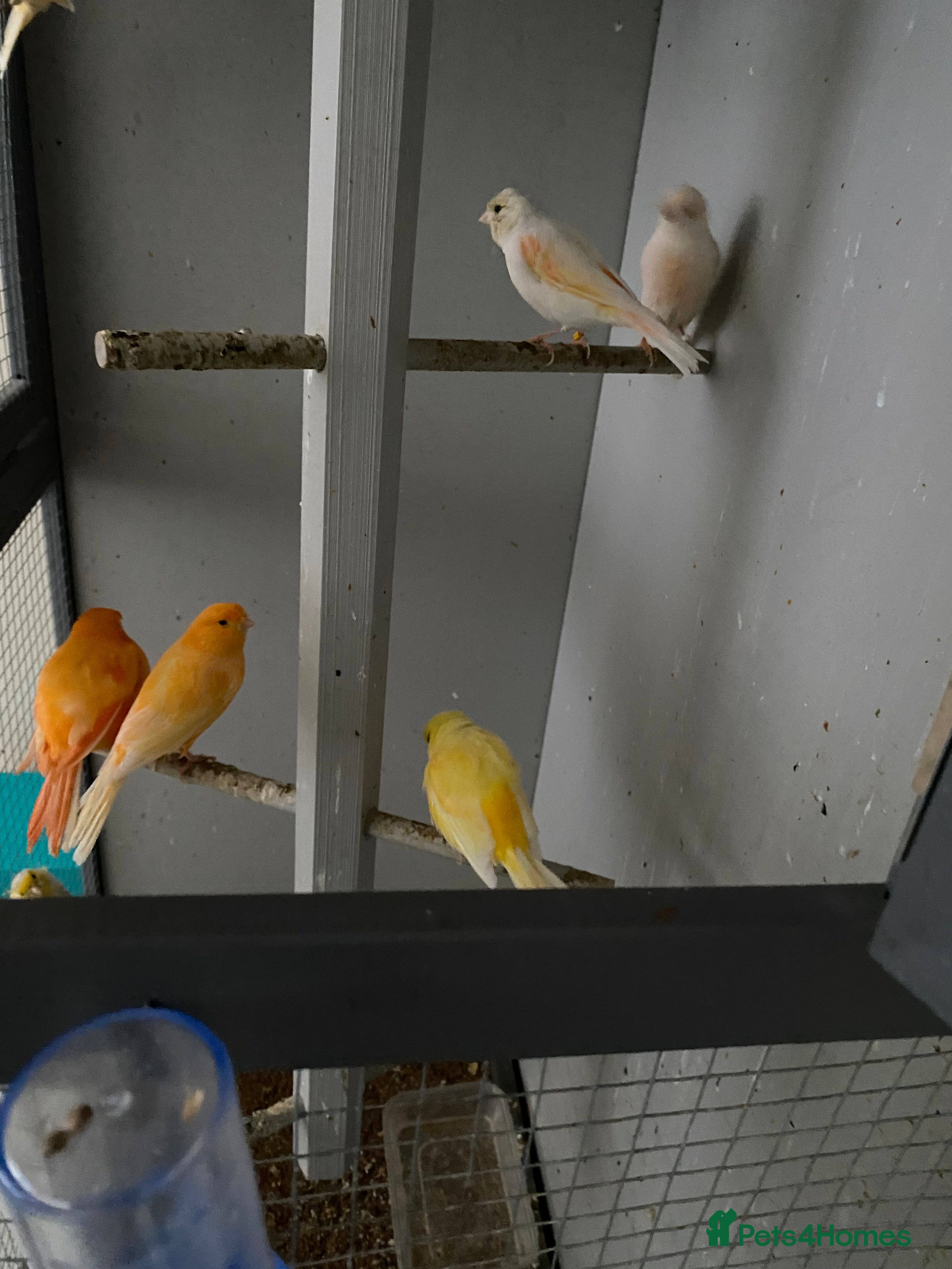 Canaries birds Red/yellow-white canaries  - Advert 5