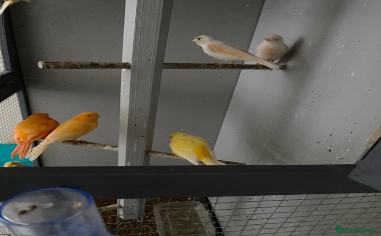 Canaries birds - Advert 1