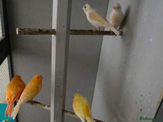 Canaries birds - Advert 8