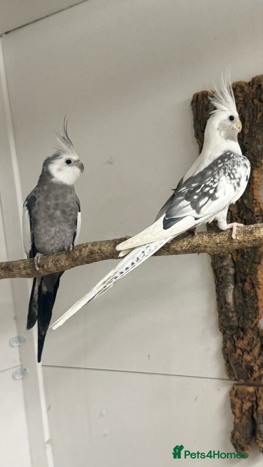 Mixed Breed birds Aviary Birds - Advert 1