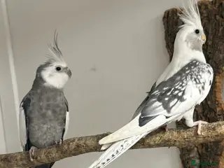 Mixed Breed birds Aviary Birds - Advert 14