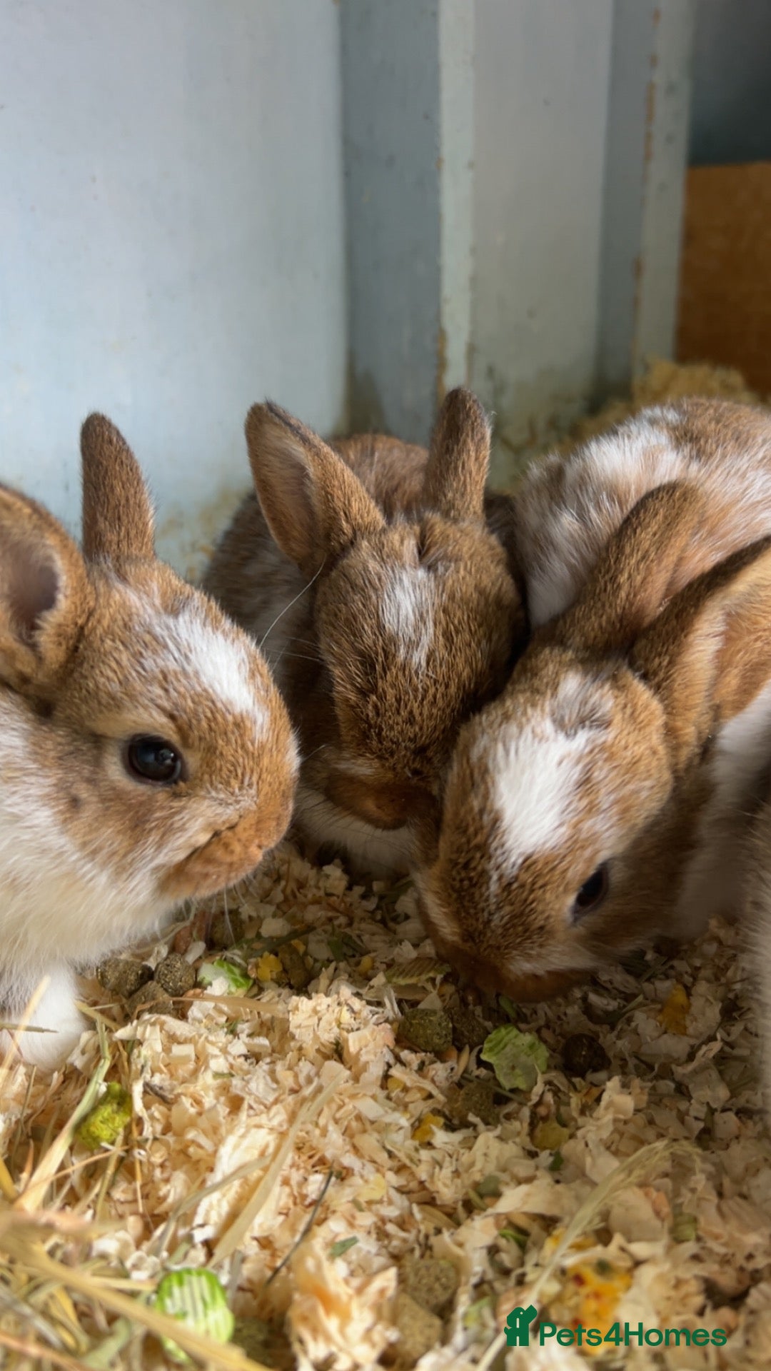 Netherland Dwarf rabbits baby rabbits.  - Advert 5