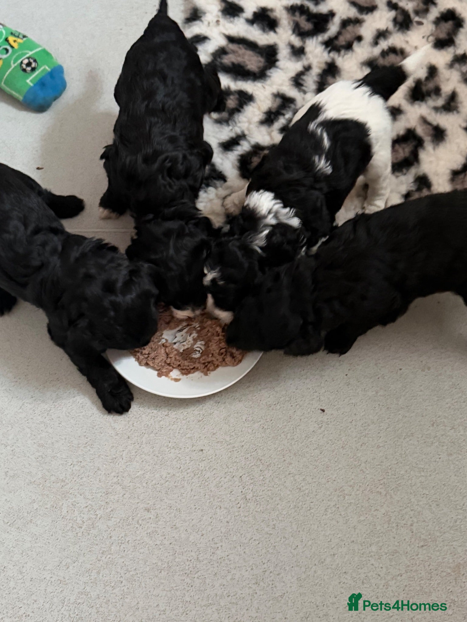 Cockapoo dogs 4gorgeous cockapoo pups for sale due to leave soon - Advert 1
