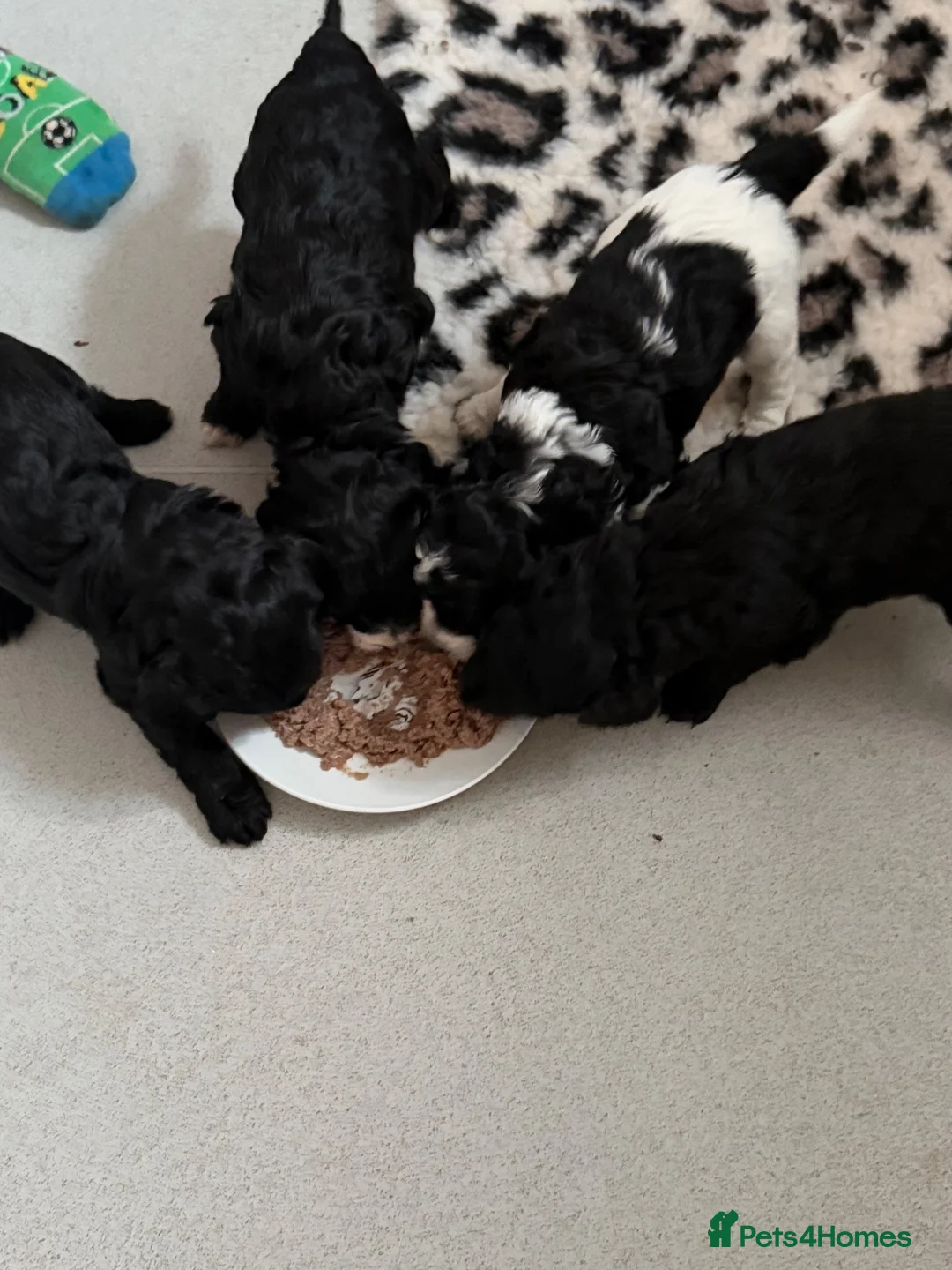 Cockapoo dogs for sale: 4gorgeous cockapoo pups for sale due to leave soon - Advert 1
