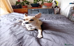 Miniature Pinscher dogs for sale: Mini pinscher for sele  - Image 10