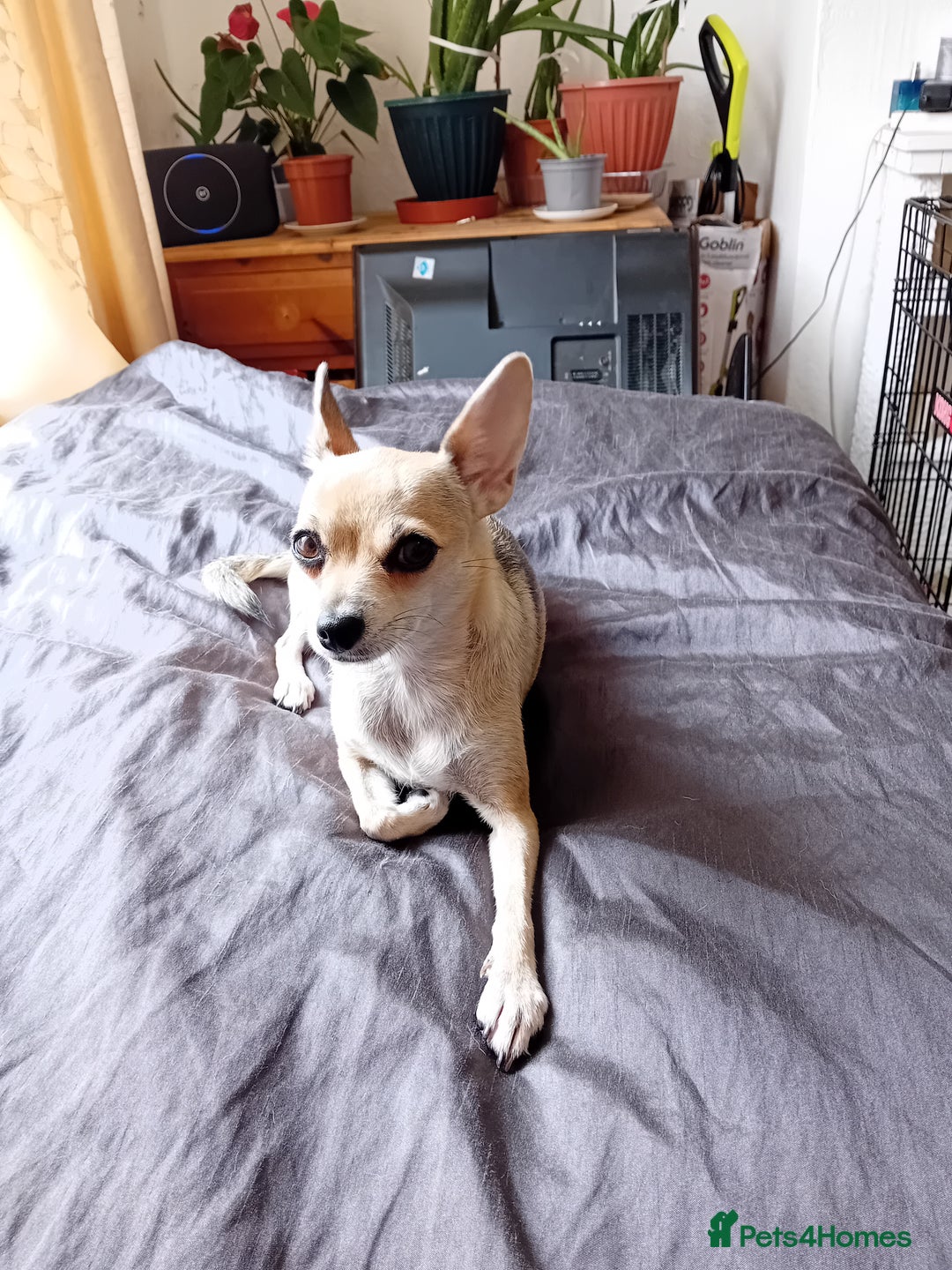 Miniature Pinscher dogs for sale: Mini pinscher for sele  - Image 10