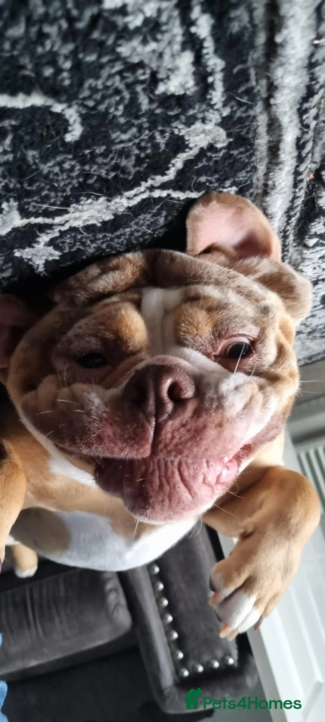 Olde English Bulldogge dogs for sale: Old English Bulldogge  - Advert 3