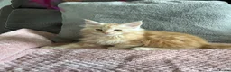 Maine Coon cats for sale: Stunning Maine Coon babies - Advert 14