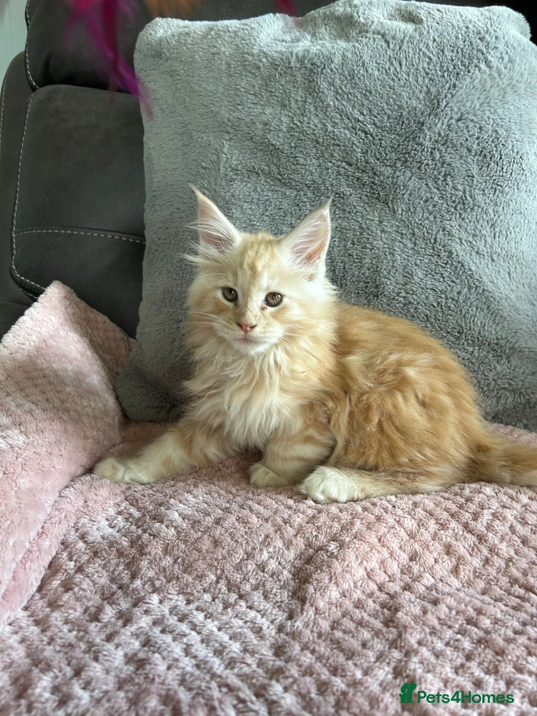 Maine Coon cats for sale: Stunning Maine Coon babies - Advert 14