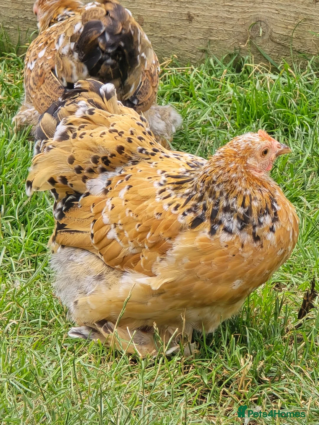 Chickens poultry for sale: Pekin Bantam pullets - Advert 1