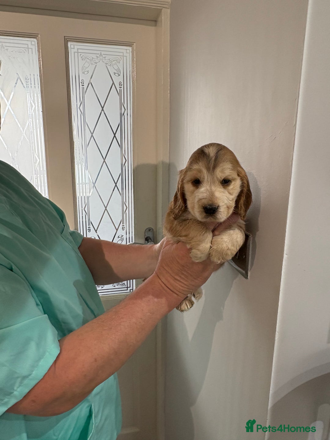 Cocker Spaniel dogs for sale:  Show Cocker spaniel puppies - Image 8