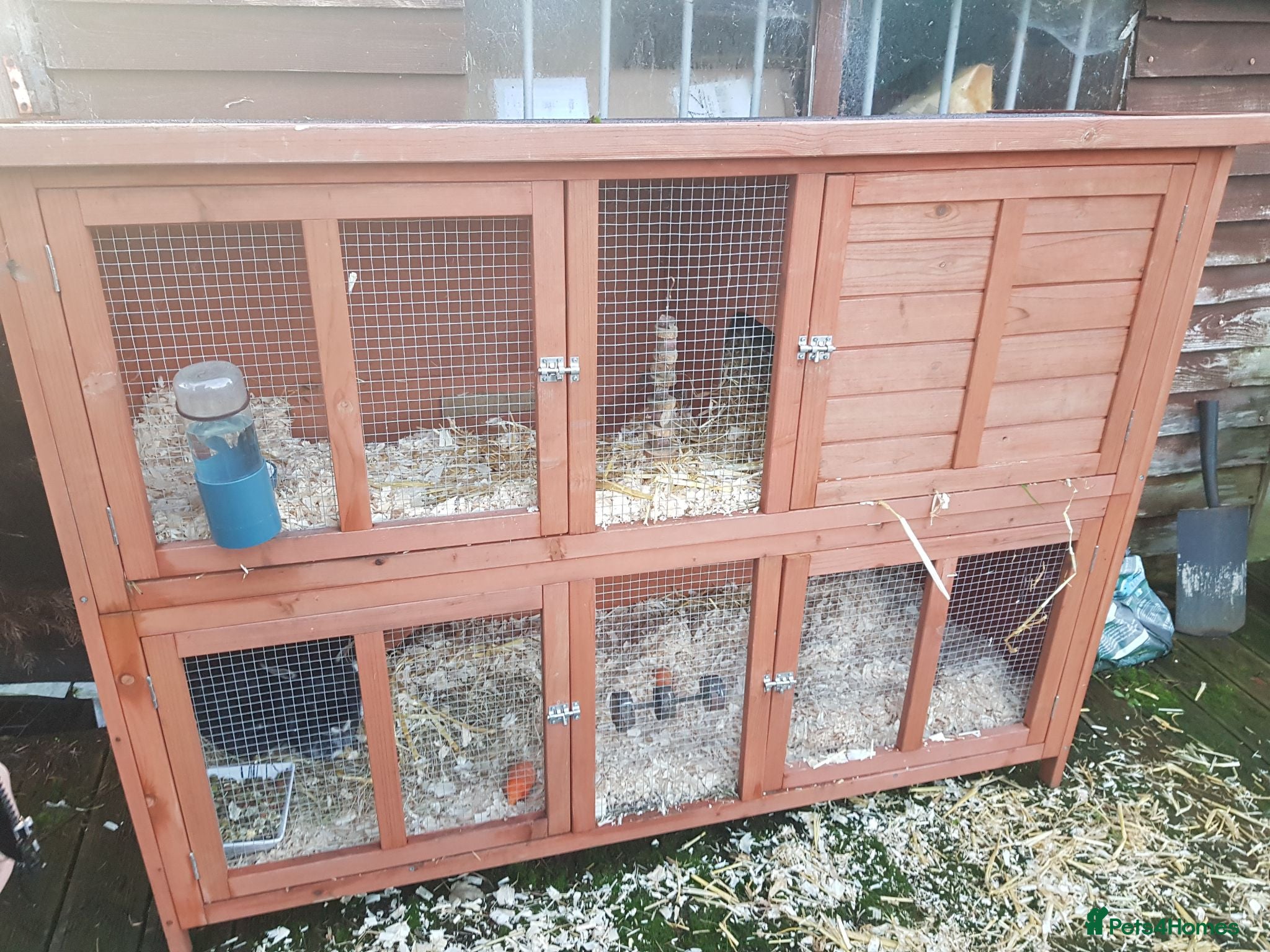 Mixed Breed rabbits 3 female rabbits with hutch - Advert 3